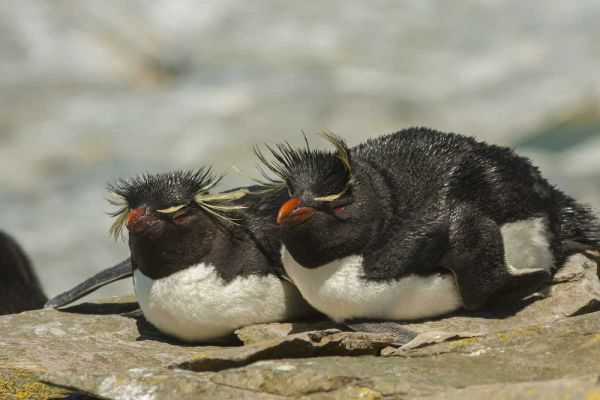 Sea Lion Island Rockhopper penguins resting